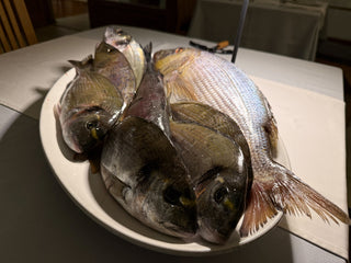 Landausflug Und Nachtessen Mit Frischem Fisch In Murter Bei Hochsee Skipper Training Meilentoern In Kroatien